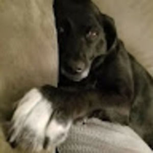 Meet your Posher, Daniele